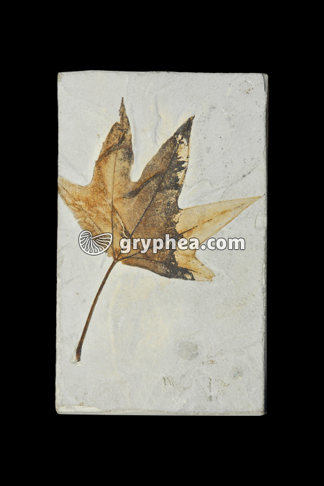 Feuille d'Erable fossilisée - gryphea.com